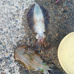 アオリイカ　そろそろ終盤戦か