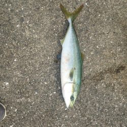 う〜ん？ぼちぼちかな？