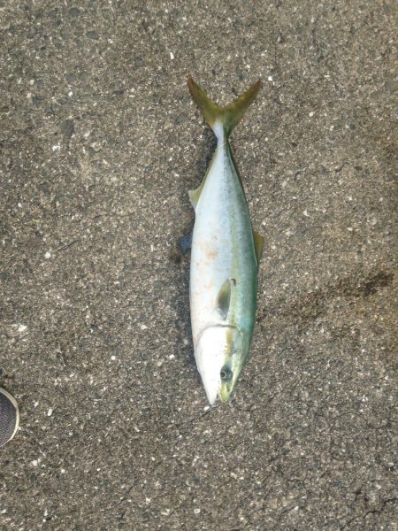 う〜ん？ぼちぼちかな？