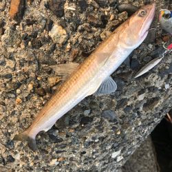 シーバス狙いが(T . T)