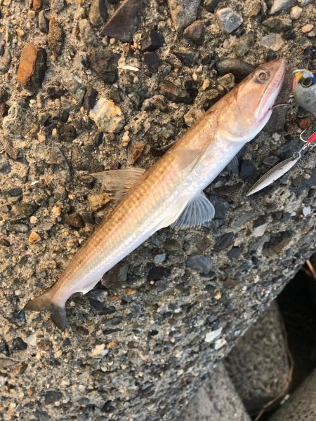 シーバス狙いが(T . T)