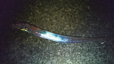 初めての仕掛けにて