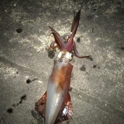 仕事帰りのライトエギング