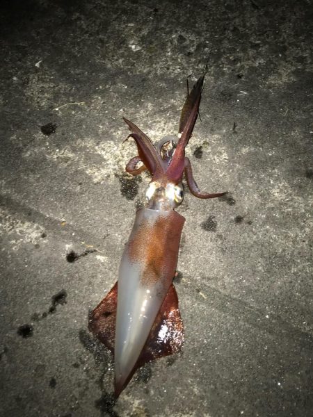 仕事帰りのライトエギング