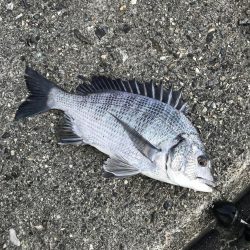 津田沖一文字でアジ、チヌ