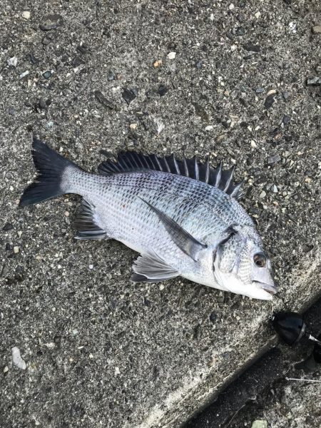 津田沖一文字でアジ、チヌ