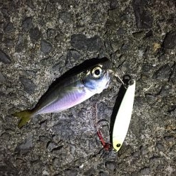 早朝に青物きた！