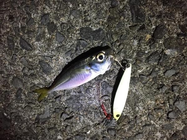 早朝に青物きた！