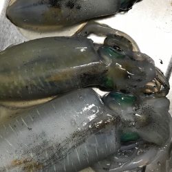 木岐&由岐エギング