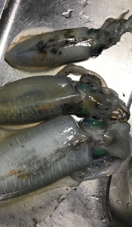 木岐&由岐エギング