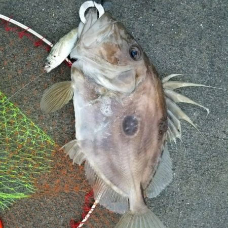 福島、泳がせ釣行