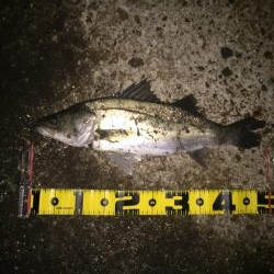 サヨリパターン！