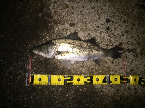 サヨリパターン！