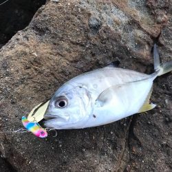 ハマチ46cm！引き味最高ー！