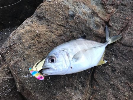 ハマチ46cm！引き味最高ー！