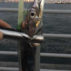 大阪奥湾ワインド ただ巻きパターン