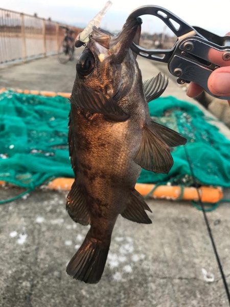 ライトロック釣行