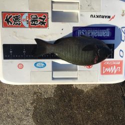 久礼にて磯フカセ釣り