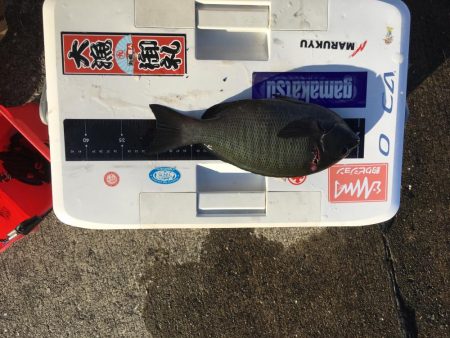 久礼にて磯フカセ釣り