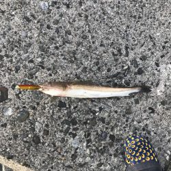 アジング道場 3日目