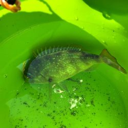 カマスサゴシチダイ