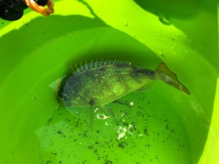 カマスサゴシチダイ