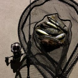 福良アジング②