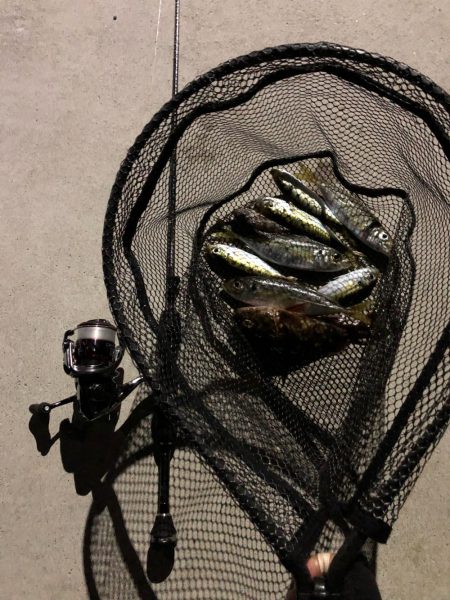 福良アジング②