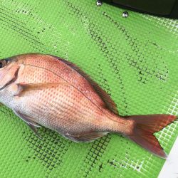 剣崎沖コマセマダイ