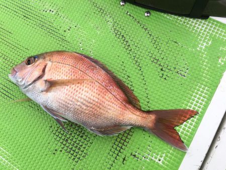 剣崎沖コマセマダイ