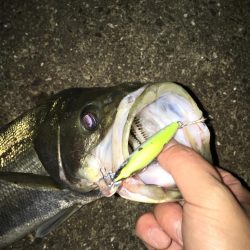 やっとシーバス❗️