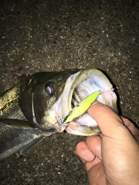 やっとシーバス❗️