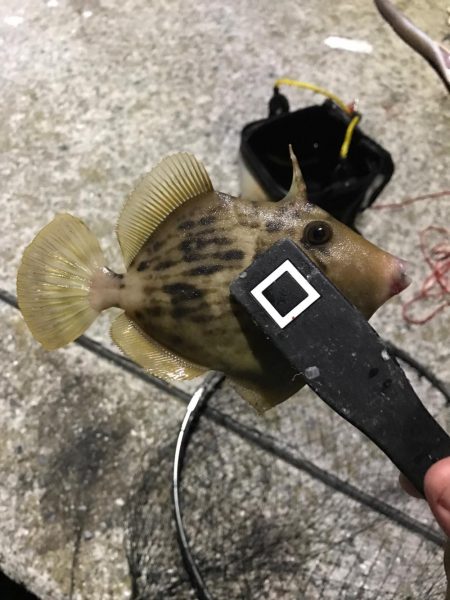 アジング道場 最終日