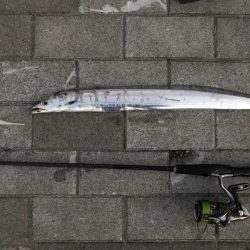 シーバス〜タチウオワインド〜LSJ