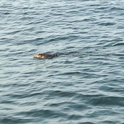 シーバスデイゲームでまさかの成分が！