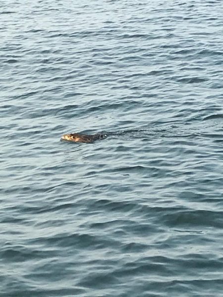 シーバスデイゲームでまさかの成分が！