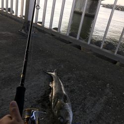 美浜大橋下 シーバス