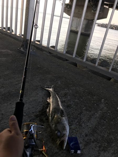 美浜大橋下 シーバス
