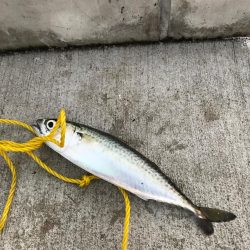 どんだけー釣れる！