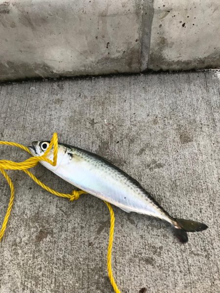 どんだけー釣れる！