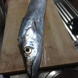 ドラゴン出ました