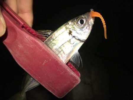 爆アジング達成