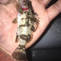 ちょいアジング