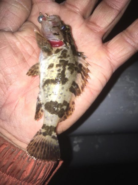 ちょいアジング