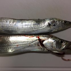 明るい内だけでした