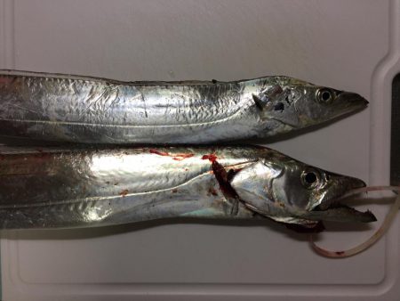 明るい内だけでした