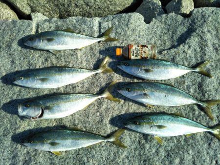 サーフから青物