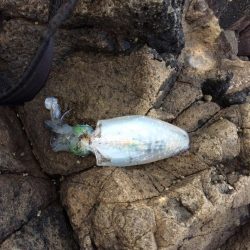 4日から5日にかけての釣行