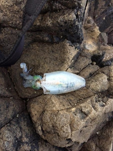 4日から5日にかけての釣行