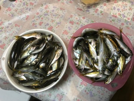 小アジ 大漁